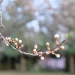 Villa Siedlisko Ostropest 9a