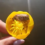 Villa Siedlisko Ostropest 9a *