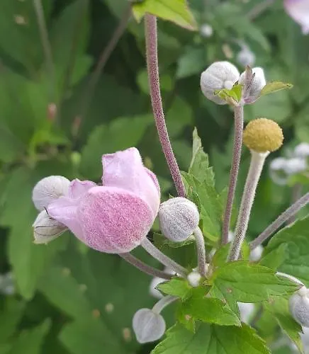 Siedlisko Ostropest 9a Karbowskie
