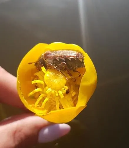 Vila Siedlisko Ostropest 9a *